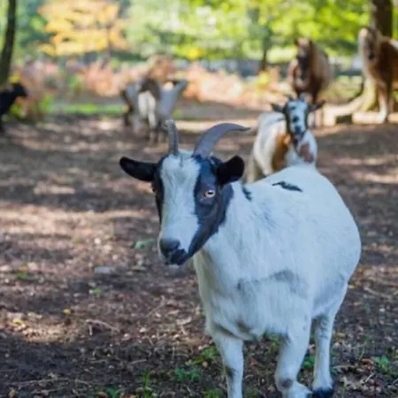 Chalet Le Arcachonais