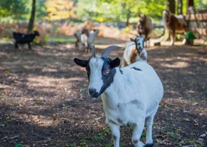 Alpstuga Le Arcachonais
